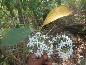  ( - MP2107)  @11 [ ] Copyright (2014) G.D. Khedkar Paul Hebert Centre For DNA Barcoding And Biodiversity Studies