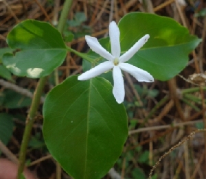  (Jasminum nervosum - MP2211)  @11 [ ] Copyright (2014) PHCDB Paul Hebert Centre For DNA Barcoding And Biodiversity Studies