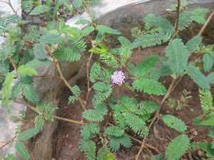  ( - JPTRM-21)  @11 [ ] Copyright (2019) G D Khedkar Paul Hebert Centre For DNA Barcoding and Biodiversity Studies