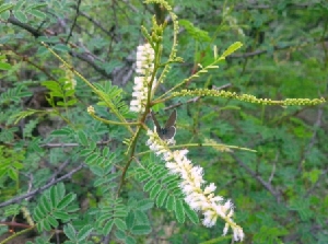  (Acacia catechu - MP3096)  @11 [ ] Copyright (2014) PHCDBS Paul Hebert Centre For DNA Barcoding And Biodiversity Studies