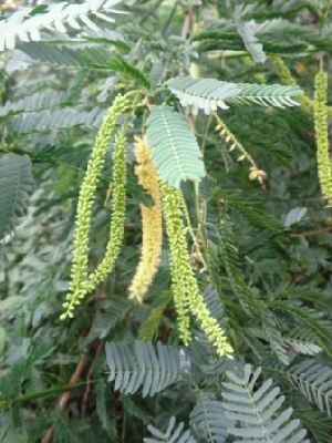  (Prosopis juliflora - MP3318)  @11 [ ] Copyright (2014) PHCDBS Paul Hebert Centre For DNA Barcoding And Biodiversity Studies