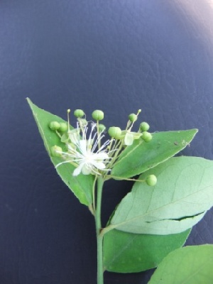  (Capparis tomentosa - BU272)  @11 [ ] Copyright (2014) PHCDBS Paul Hebert Centre For DNA Barcoding And Biodiversity Studies