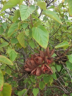  ( - MP241.1)  @11 [ ] Copyright (2013) PHCDBS Paul Hebert Centre for DNA Barcoding and Biodiversity Studies