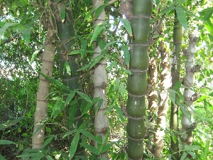  ( - MP323.1)  @11 [ ] Copyright (2014) G D Khedkar Paul Hebert Centre For DNA Barcoding And Biodiversity Studies