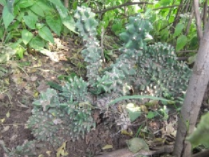  ( - MP497)  @11 [ ] Copyright (2013) PHCDBS Paul Hebert Centre for DNA Barcoding and Biodiversity Studies
