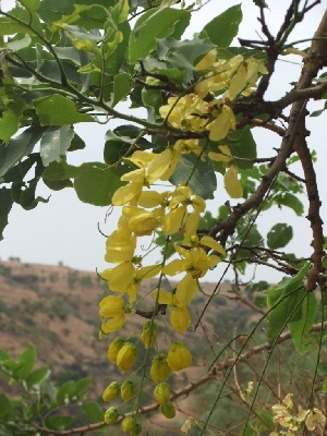  (Cassia fistula - MP17)  @11 [ ] Copyright (2017) Dr. G. D. Khedkar Paul Hebert Centre For DNA Barcoding And Biodiversity Studies