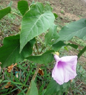  (Ipomoea cairica - MP3225)  @11 [ ] Copyright (2014) PHCDBS Paul Hebert Centre For DNA Barcoding And Biodiversity Studies