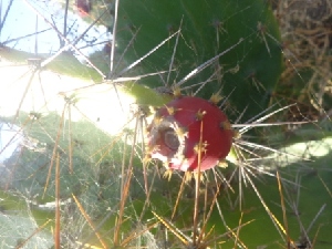  (Opuntia dillenii - MP373)  @11 [ ] Copyright (2014) PHCDBS Paul Hebert Centre for DNA Barcoding and Biodiversity Studies