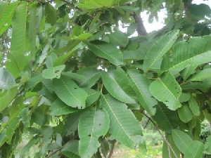  ( - TMPA166)  @11 [ ] Copyright (2014) PHCDBS PAUL HEBERT CENTRE FOR DNA BARCODING AND BIODIVERSITY STUDIES