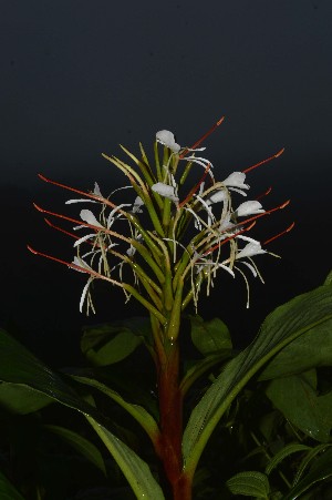  ( - WHDM 2)  @11 [ ] Copyright (2016) RHT Rapinat Herbarium and Centre for Molecular Systematics