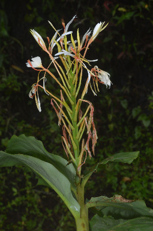  ( - WHDM 20)  @11 [ ] Copyright (2016) RHT Rapinat Herbarium and Centre for Molecular Systematics