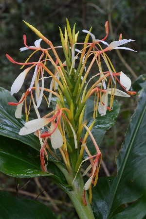  ( - WHDM 21)  @11 [ ] Copyright (2016) RHT Rapinat Herbarium and Centre for Molecular Systematics