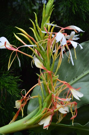  ( - WHDM 22)  @11 [ ] Copyright (2016) RHT Rapinat Herbarium and Centre for Molecular Systematics