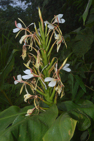  ( - WHDM 23)  @11 [ ] Copyright (2016) RHT Rapinat Herbarium and Centre for Molecular Systematics
