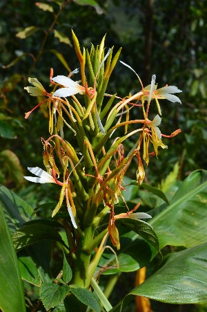  ( - WHDM 24)  @11 [ ] Copyright (2016) RHT Rapinat Herbarium and Centre for Molecular Systematics