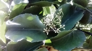  (Cissus rotundifolia - MP380)  @11 [ ] Copyright (2014) G D Khedkar Paul Hebert Centre For DNA Barcoding And Biodiversity Studies