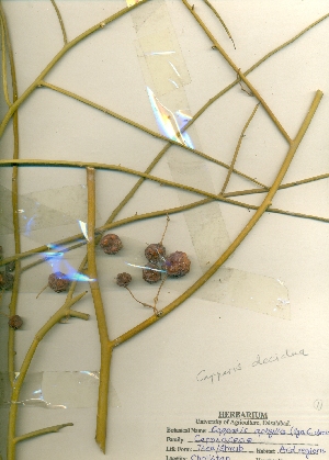  (Capparis aphylla - DGC005)  @11 [ ] CreativeCommons - Attribution (2014) Aisha Tahir Centre for Biodiversity Genomics