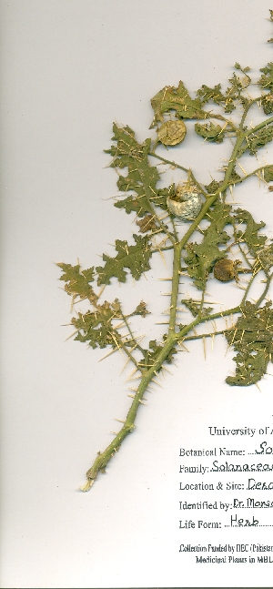  (Solanum virginianum - DGC002)  @11 [ ] CreativeCommons - Attribution (2014) Aisha Tahir Centre for Biodiversity Genomics