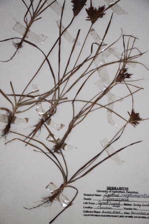  (Cyperus conglomeratus - DGCBBB)  @11 [ ] CreativeCommons - Attribution (2014) Aisha Tahir Centre for Biodiversity Genomics