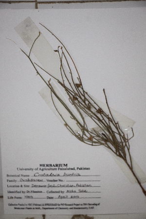  (Crotalaria burhia - DGC006)  @11 [ ] CreativeCommons - Attribution (2014) Aisha Tahir Centre for Biodiversity Genomics