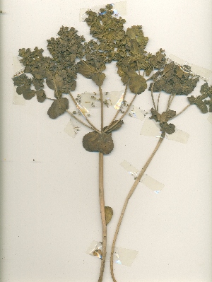  (Euphorbia helioscopia - swat18B)  @11 [ ] CreativeCommons - Attribution Non-Commercial Share-Alike (2015) Unspecified University of Agriculture Faisalabad-Pakistan