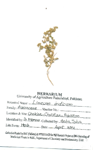  (Limeum indicum - KMC042)  @11 [ ] CreativeCommons - Attribution Non-Commercial Share-Alike (2015) Unspecified University of Agriculture Faisalabad-Pakistan