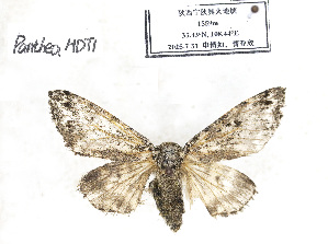  ( - PantheaHDT1)  @11 [ ] CreativeCommons - Attribution Share-Alike (2025) Unspecified Zhengzhou University