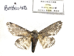  ( - PantheaHDT3)  @11 [ ] CreativeCommons - Attribution Share-Alike (2025) Unspecified Zhengzhou University