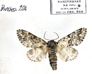  ( - PantheaZQ1)  @11 [ ] CreativeCommons - Attribution Share-Alike (2025) Unspecified Zhengzhou University