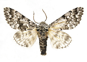  ( - PantheaZQ3)  @11 [ ] CreativeCommons - Attribution Share-Alike (2025) Unspecified Zhengzhou University