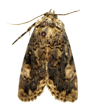  (Anacronicta caliginea - ZZU.LS31)  @11 [ ] Unspecified (default): All Rights Reserved (2023) Unspecified Zhengzhou University