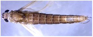  (Oligoneuria macabaiba - DBO-028)  @11 [ ] CreativeCommons - Attribution Non-Commercial Share-Alike (2016) Fabiana C. Massariol Universidade Federal do Espírito Santo