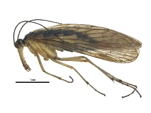  ( - BIORTP-030_E02)  @14 [ ] CreativeCommons - Attribution (2017) Unspecified Centre for Biodiversity Genomics