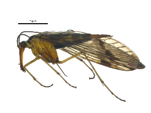  ( - BIORTP-030_E07)  @14 [ ] CreativeCommons - Attribution (2017) Unspecified Centre for Biodiversity Genomics