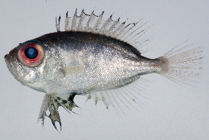  ( - KAUM-I.113165)  @11 [ ] Copyright (2018) Unspecified The Kagoshima University Museum