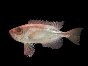  ( - ACRSD-Kb5)  @11 [ ] Copyright (2023) Unspecified Kasetsart University