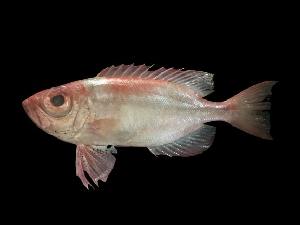  ( - ACRSD-Kb7)  @11 [ ] Copyright (2023) Unspecified Kasetsart University