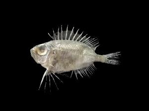  ( - ACRSD-Kp151)  @11 [ ] Copyright (2023) Unspecified Kasetsart University