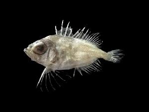  ( - ACRSD-Kp155)  @11 [ ] Copyright (2023) Unspecified Kasetsart University