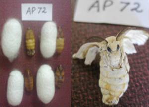  ( - APS72)  @12 [ ] Copyright (2014) PHCDBS Paul Hebert Centre For DNA Barcoding And Biodiversity Studies