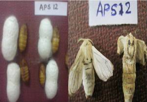  ( - APS12)  @12 [ ] Copyright (2014) PHCDBS Paul Hebert Centre For DNA Barcoding And Biodiversity Studies