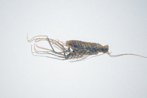  ( - AND11)  @12 [ ] Copyright (2013) Dinesh Nalage Paul Hebert Center for DNA Barcoding and Biodiversity Studies
