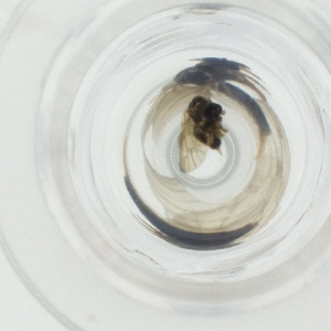  ( - DCTC_006_D9)  @11 [ ] by  Genome Research Ltd as Wellcome Sanger Institute Genome Research Limited operating as Wellcome Sanger Institute