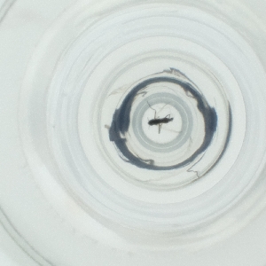  ( - DCTC_008_B6)  @11 [ ] by  Genome Research Ltd as Wellcome Sanger Institute Genome Research Limited operating as Wellcome Sanger Institute