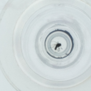  ( - DCTC_009_A11)  @11 [ ] by  Genome Research Ltd as Wellcome Sanger Institute Genome Research Limited operating as Wellcome Sanger Institute