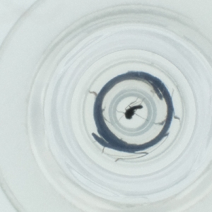  ( - DCTC_009_B1)  @11 [ ] by  Genome Research Ltd as Wellcome Sanger Institute Genome Research Limited operating as Wellcome Sanger Institute