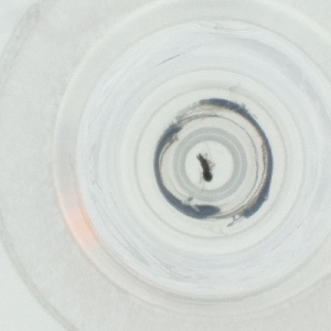  ( - DCTC_010_E11)  @11 [ ] by  Genome Research Ltd as Wellcome Sanger Institute Genome Research Limited operating as Wellcome Sanger Institute