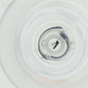  ( - DCTC_010_G9)  @11 [ ] by  Genome Research Ltd as Wellcome Sanger Institute Genome Research Limited operating as Wellcome Sanger Institute