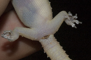  (Hemidactylus granosus - FLI.0287)  @11 [ ] c  Unspecified Unspecified