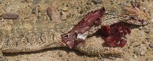  (Varanidae - FLI.0411)  @11 [ ] c  Unspecified Unspecified